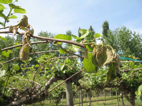 Leaves wilt on a pruned kiwifruit cane infected with <i>Pseudomonas syringae.</i> Pruning wounds are often associated with bleeding canker. 