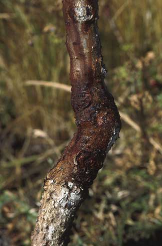 Trunk cankers caused by <I>Pseudomonas syringae.</I>.