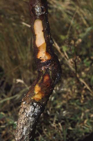 Trunk cankers caused by <I>Pseudomonas syringae.</I>.