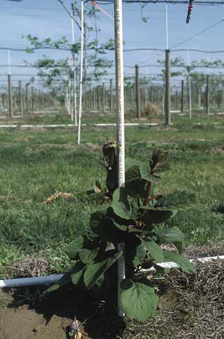 Suckering from a kiwifruit rootstock infected with <I>Pseudomonas syringae.</I> .