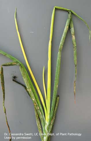 Symptoms of bacterial stalk and leaf necrosis on onion, caused by <i>Pantoea agglomerans.</i>.