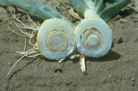 Onion scales affected by sour skin turn soft and tan.