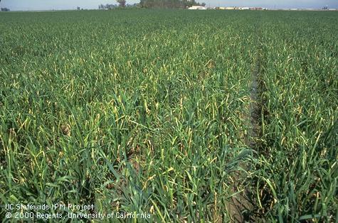 Downy mildew in onion field.