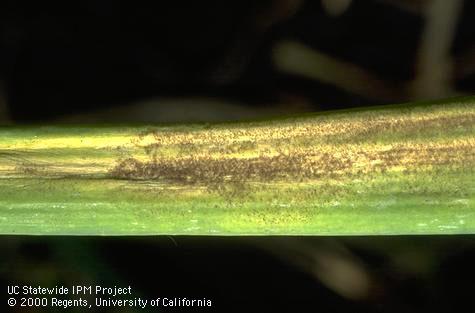 Fungus tissue of downy mildew.