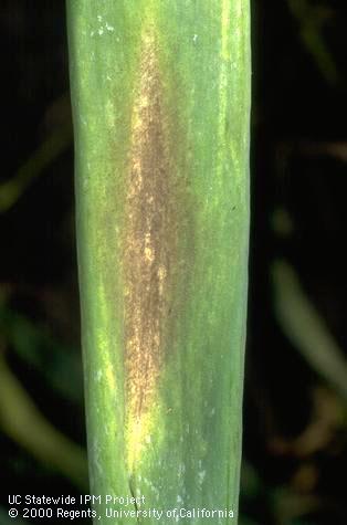 Fungus tissue of downy mildew.