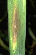 Downy mildew