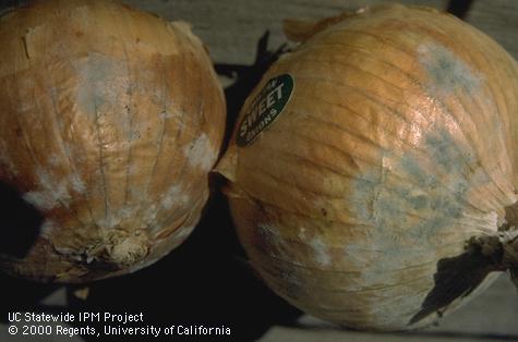 Blue mold of onion.