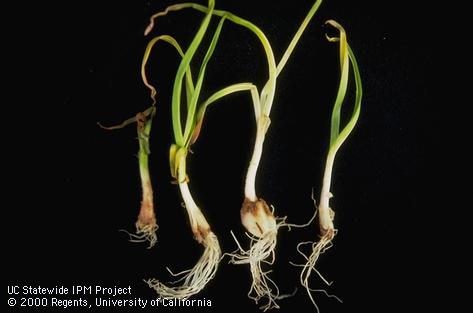 Penicillium decay of garlic.