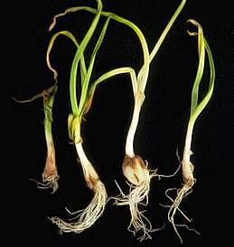 Browning of garlic bulbs and yellowing of foliage