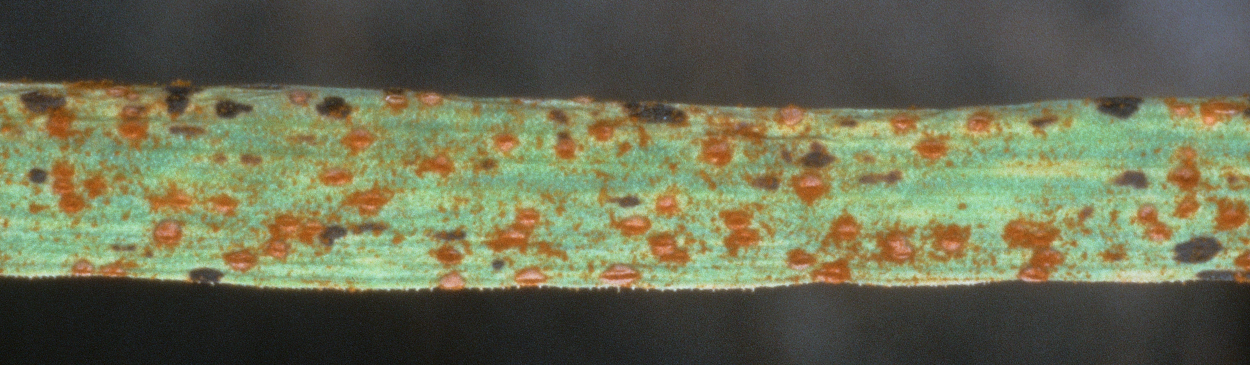 Reddish-orange oval pustules on garlic leaf blade, caused by rust, Puccinia allii.