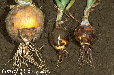 Roots damaged by pink root.