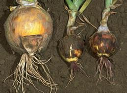 Healthy bulb (left) and infected bulbs