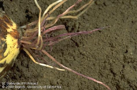 Roots damaged by pink root.