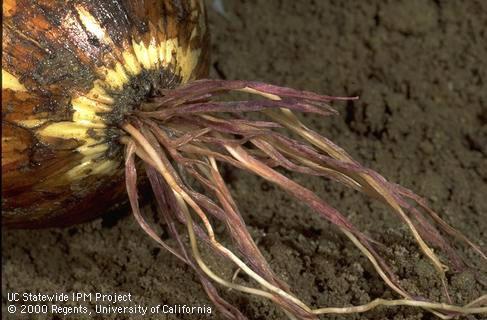 Roots damaged by pink root.