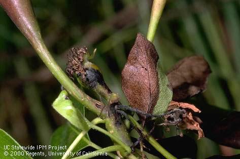 Foliage and fruit damaged by bacterial blast.