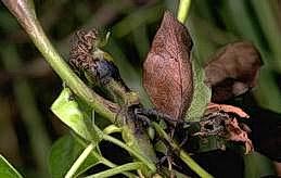 Blossom blast infects fruit and leaves resulting in depressed black spots.