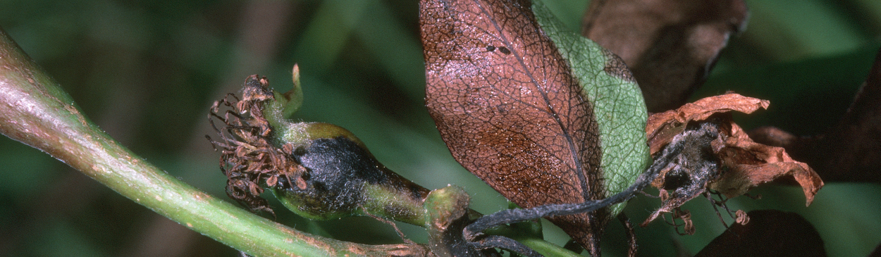 Blossom blast infects fruit and leaves resulting in depressed black spots.