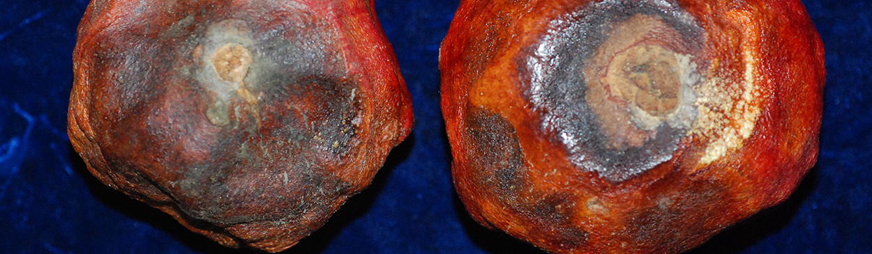 Symptoms of Coniella fruit rot on pomegranate, caused by Coniella (=Pilidiella) granati.