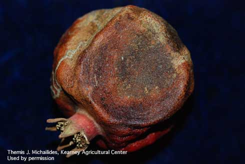 Pycnidia of Coniella fruit rot, <i> Coniella (=Pilidiella) granati,</i> on pomegranate.