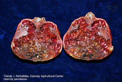 Decay from Coniella fruit rot on pomegranate, caused by <i>Coniella (=Pilidiella) granati.</i>.