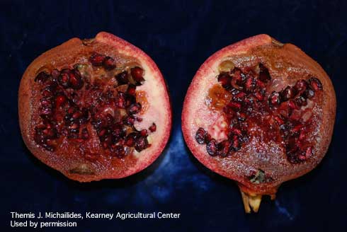 Decay inside pomegranate fruit from Coniella fruit rot, caused by <i>Coniella (=Pilidiella) granati.</i>.