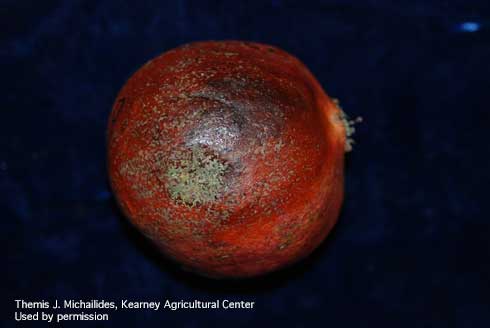 Bluish-green powdery mold on the surface of pomegranate fruit, caused by <i>Penicillium</i> spp.