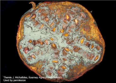 Blue green powdery mold and decay of pomegranate fruit, caused by <i>Penicillium</i> spp.