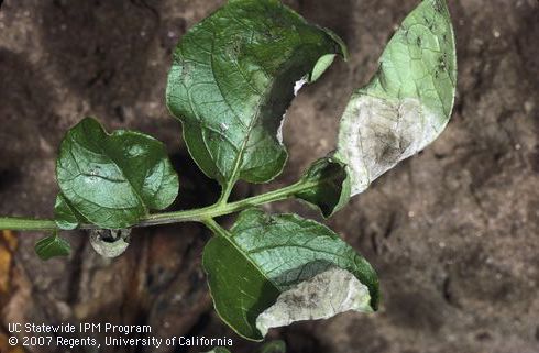 Foliage damaged by late blight.