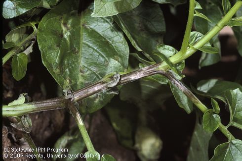 Dark, greasy lesions caused by late blight.