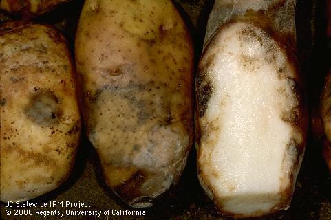 Brown, granular rotted tissue caused by late blight.