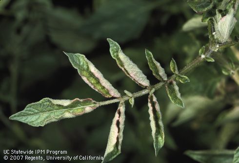 Foliage damaged by leafroll.