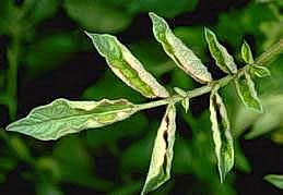 Rolling of leaf infected with potato leafroll