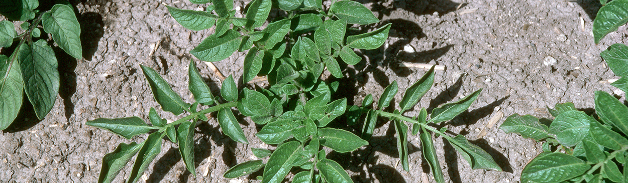 Plants with chronic leafroll virus infections are stunted.