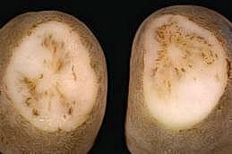 Necrotic netting in tuber vascular tissue