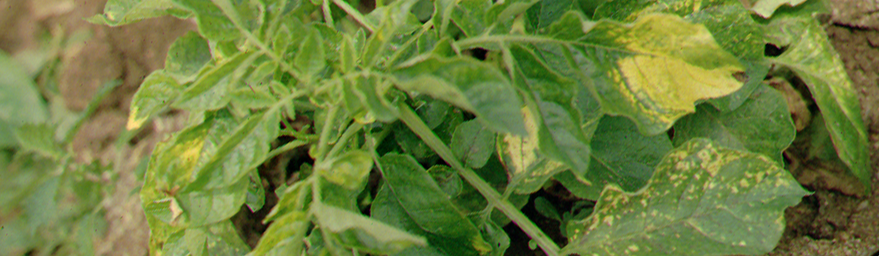 Stunted growth and chlorotic leaves of potato, caused by western aster yellows.