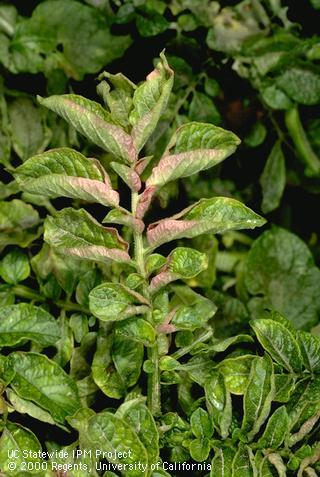 Foliage damaged by mosaic type virus.