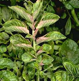 Plant infected with potato mosaic virus