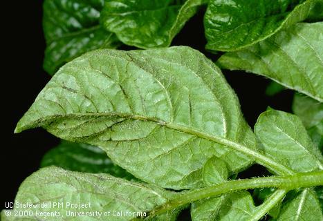 Foliage damaged by mosaic type virus.