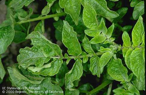 Leaf crinkling and mild mosaic caused by potato virus X.