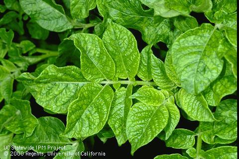 Foliage damaged by mosaic type virus (PVS & PVX).