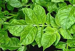 Mosaic and yellowing of potato mosaic virus