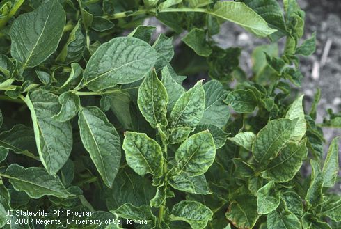 Foliage symptoms of mottled mosaic.