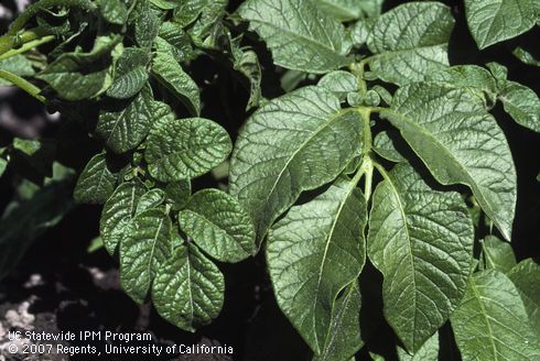 Foliage symptoms of crinkled mosaic.