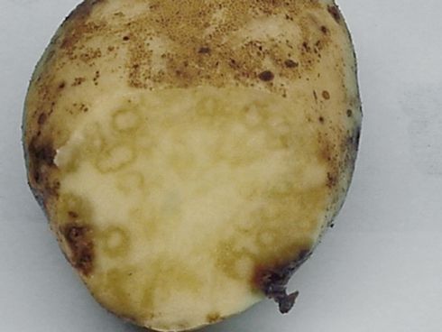 Necrotic strains of <I>Potato virus Y</I> cause the development of necrotic arcs or rings on the surface of tubers. The necrosis extends into the tuber flesh.