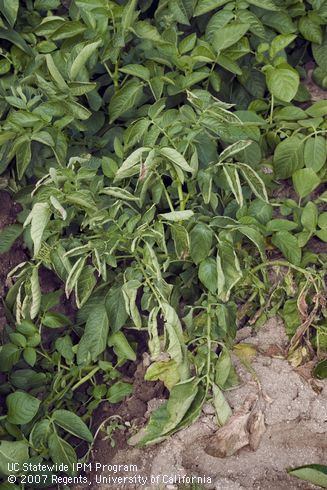 Plants infected by <I>Pectobacterium (Erwinia)</I> may wilt without developing blackleg symptoms.