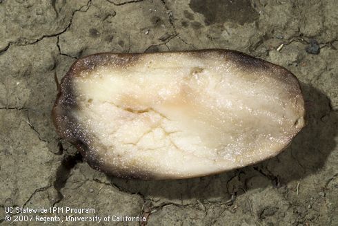 Tuber tissue rotted by <I>Pythium</I> has black margins and may be pink when first cut, turning gray and finally black with exposure to air.