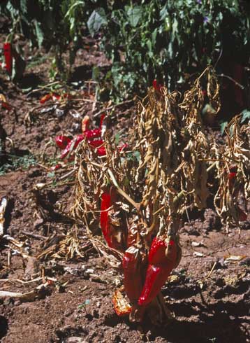 Rapid wilting and death of red chili pepper plants infected with <i>Phytophthora capsici.</i>.