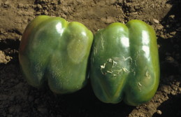 Water-soaked patches on bell pepper fruit characterstic of a Phytophthora capsici infection.