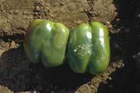 Water-soaked patches on bell pepper fruit characterstic of a Phytophthora capsici infection.