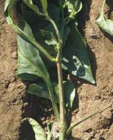 Stem lesions characteristic of Phytophthora root and crown rot start as water-soaked dark green areas that dry and turn brown.